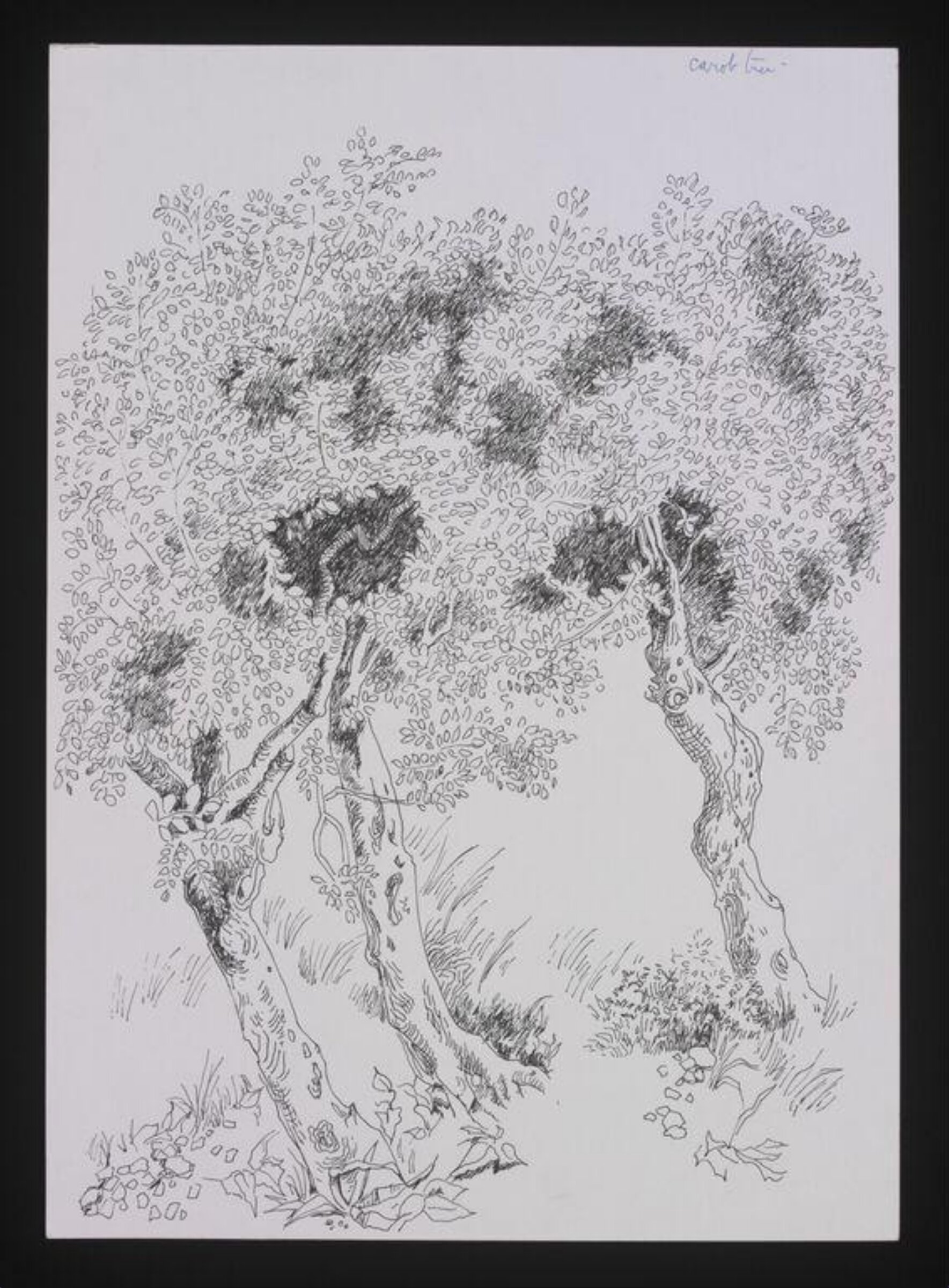 Drawing of Trees, Cecil Beaton, 20th century