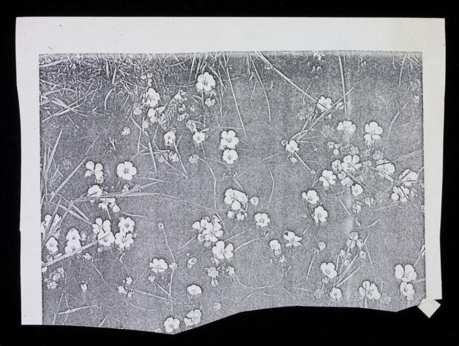 Drawing, Karin Heath Warming, ca. 1960-1975