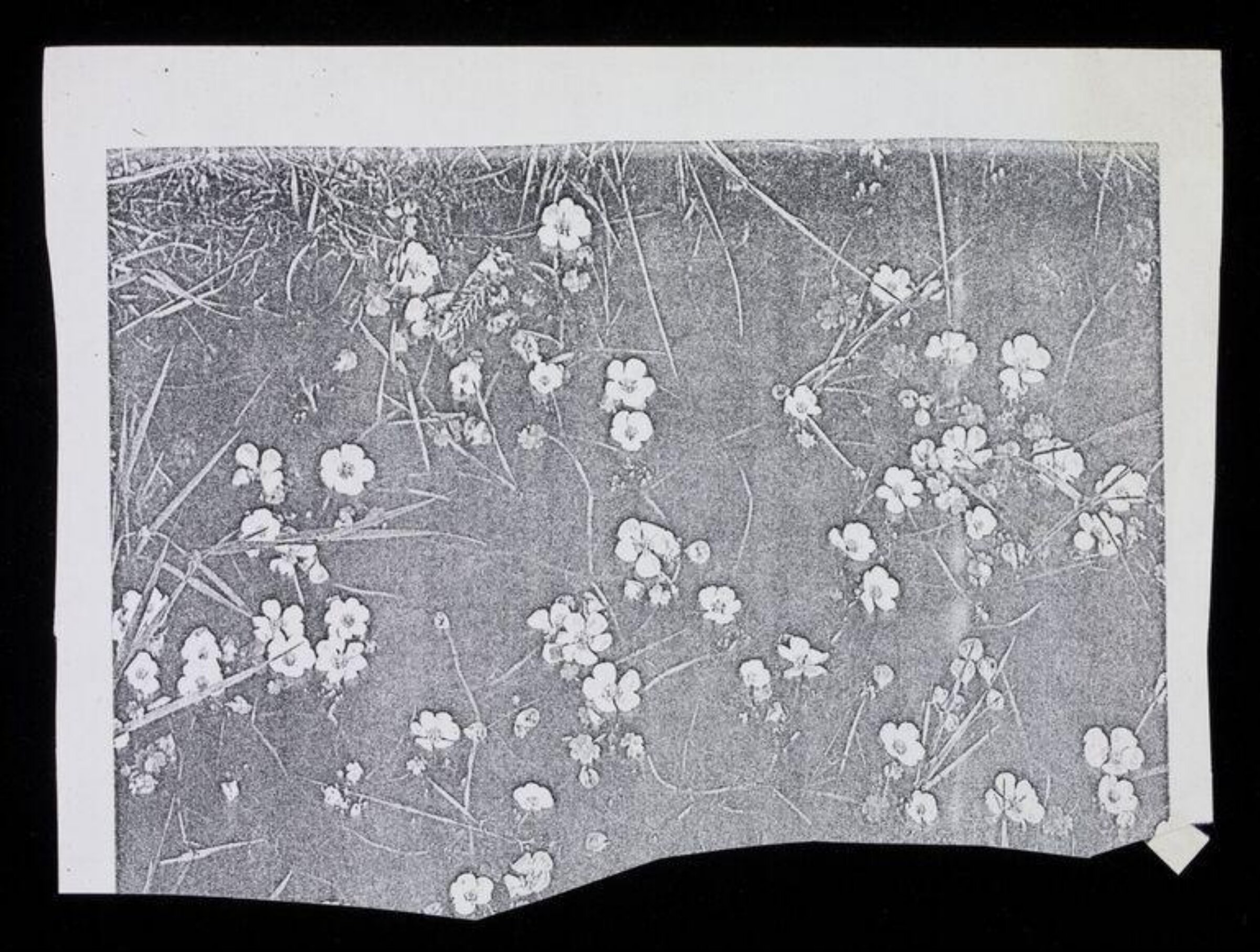 Drawing, Karin Heath Warming, ca. 1960-1975