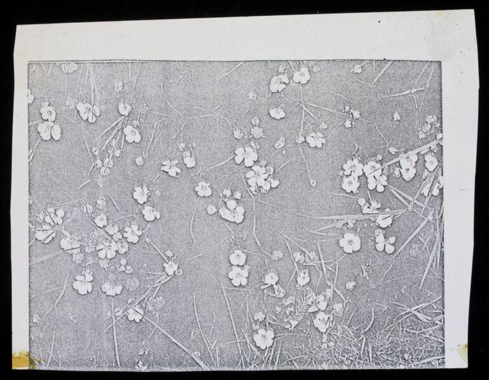 Drawing, Karin Heath Warming, ca. 1960-1975