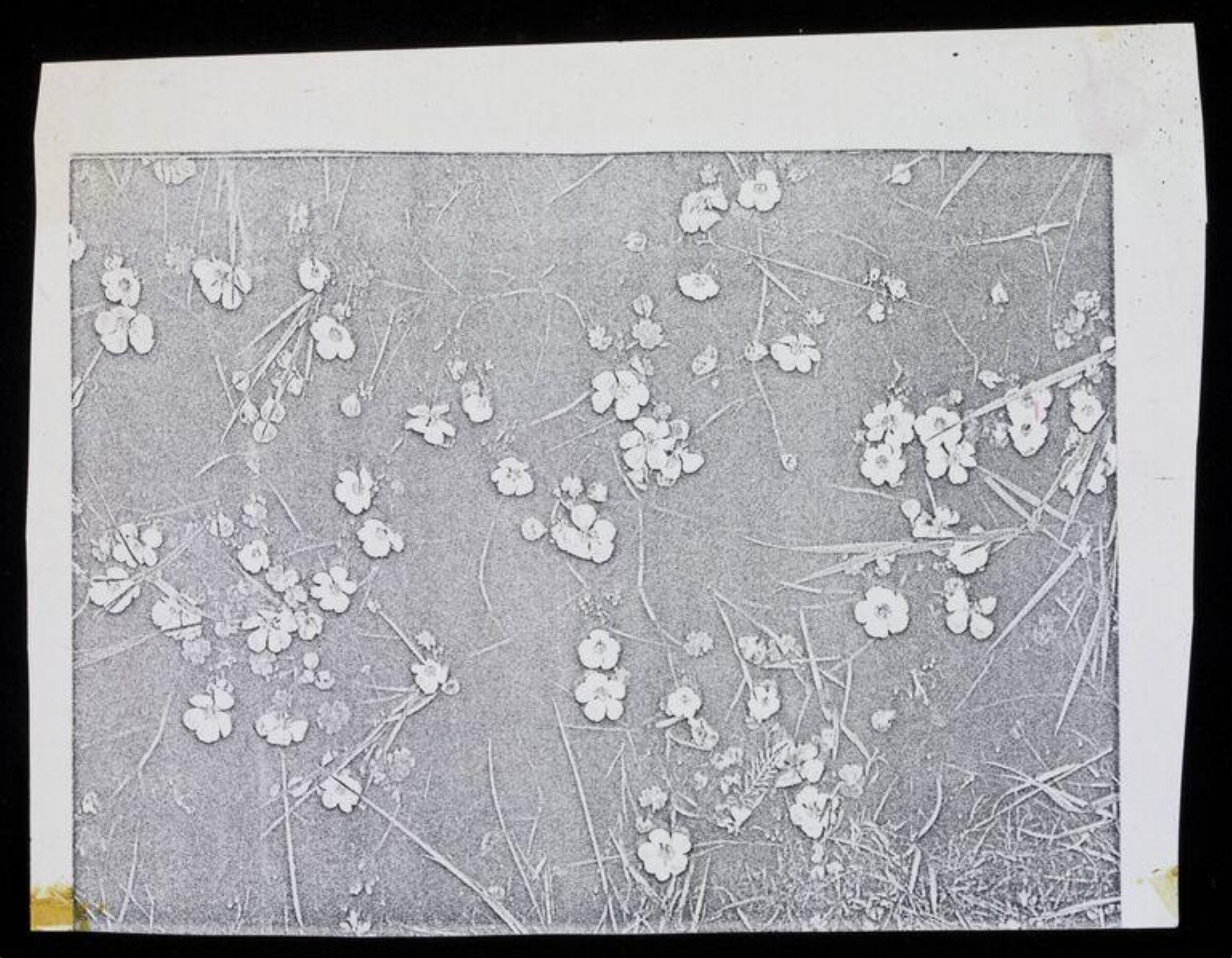 Drawing, Karin Heath Warming, ca. 1960-1975