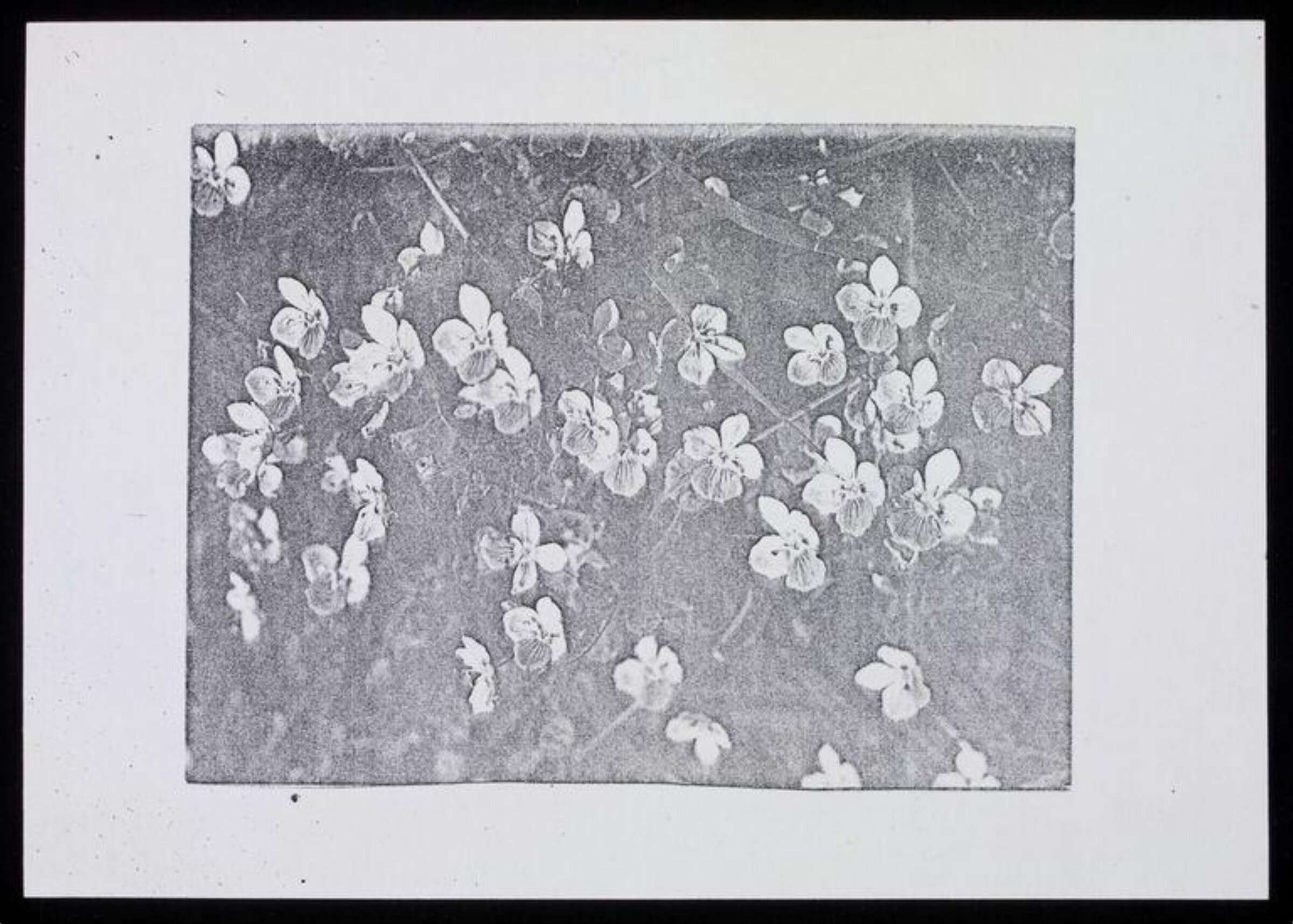 Drawing, Karin Heath Warming, ca. 1960-1975