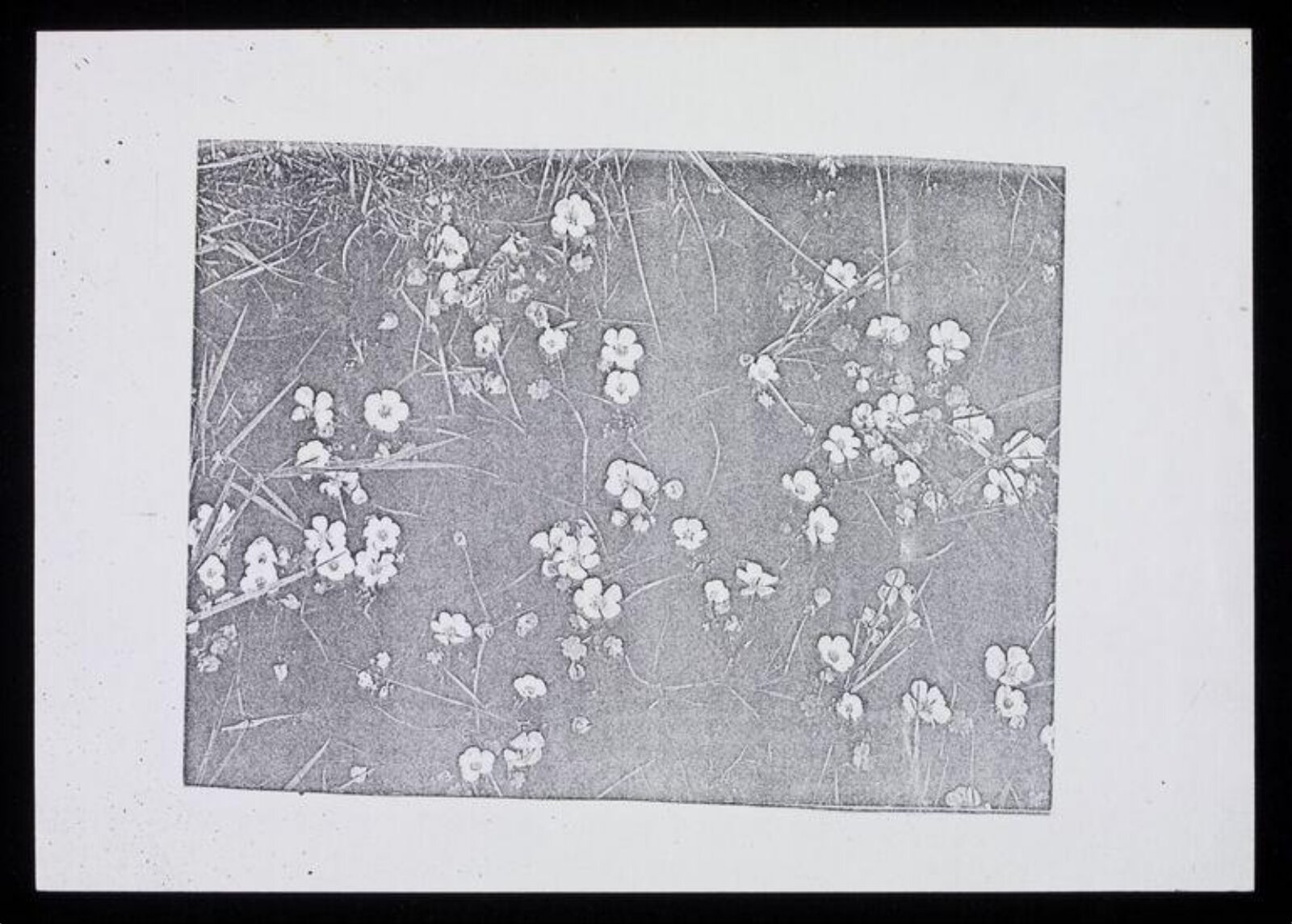 Drawing, Karin Heath Warming, ca. 1960-1975