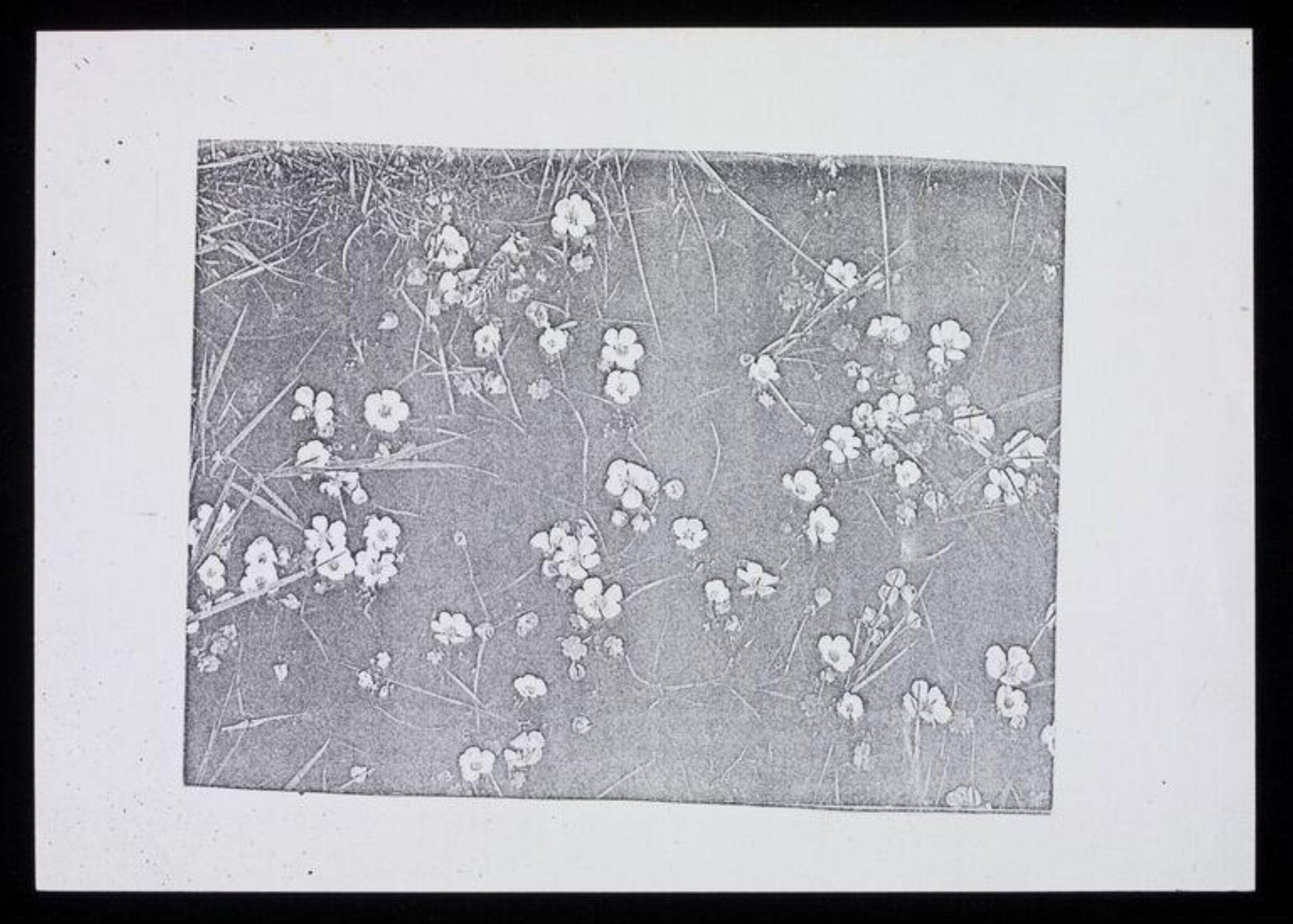 Drawing, Karin Heath Warming, ca. 1960-1975