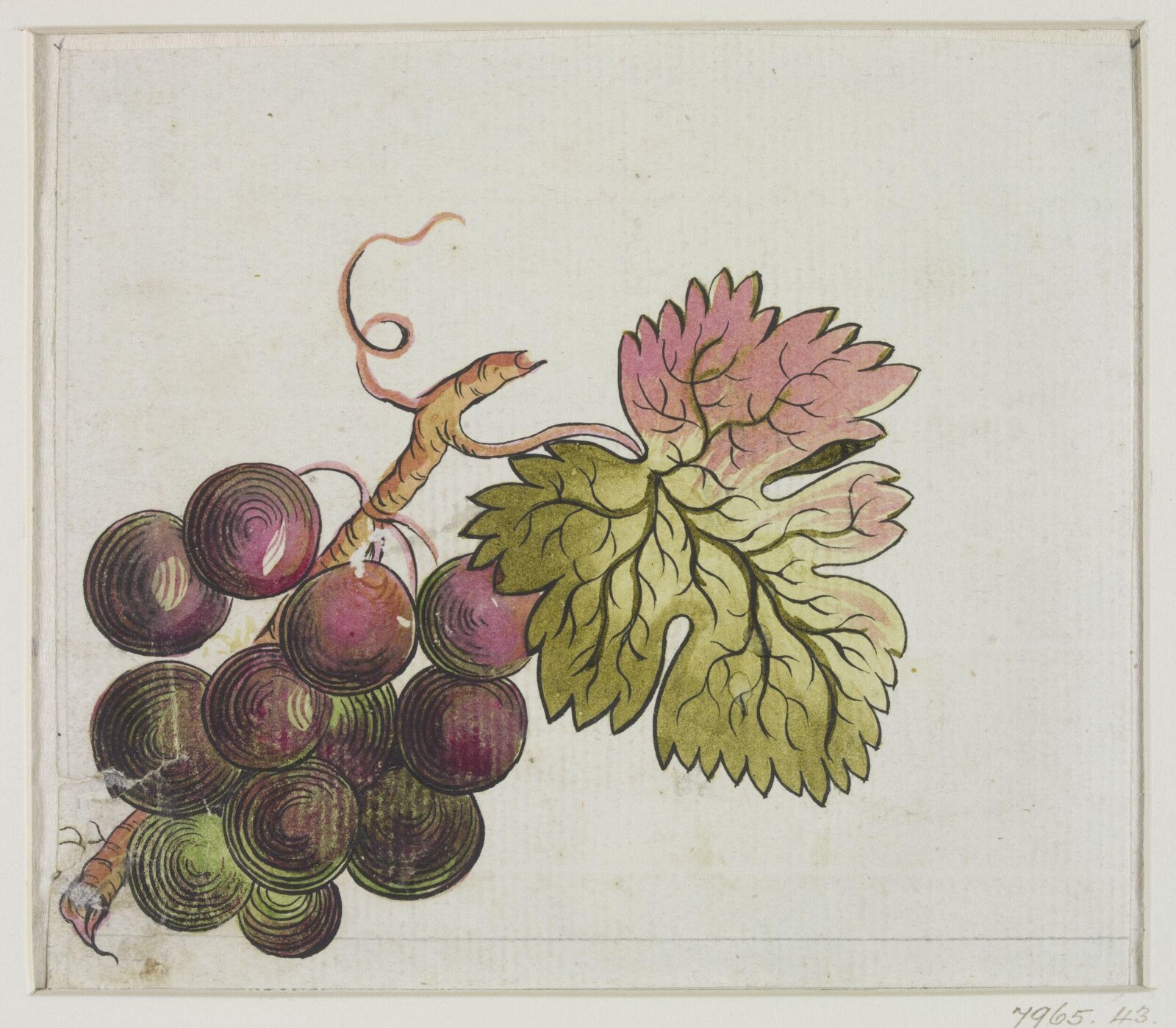 Drawing, early 19th century
