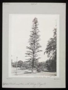 Deciduous Cypress – Keston – August thumbnail 1