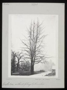 Gingko Tree – Kew – November thumbnail 1