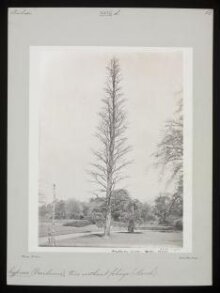 Deciduous Cypress – Keston – March thumbnail 1