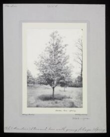Rowan Tree - Spring thumbnail 1