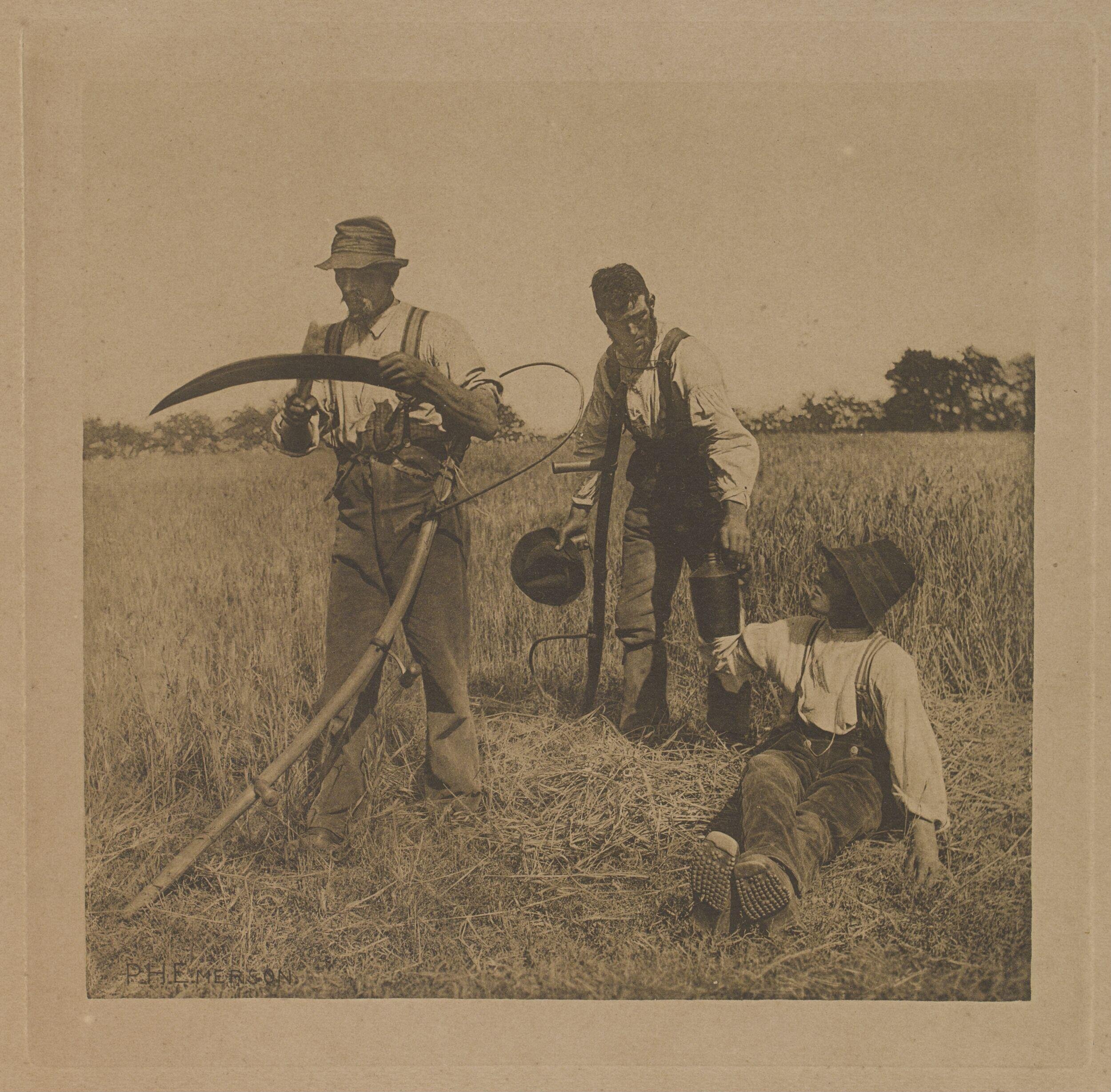 In the Barley Harvest