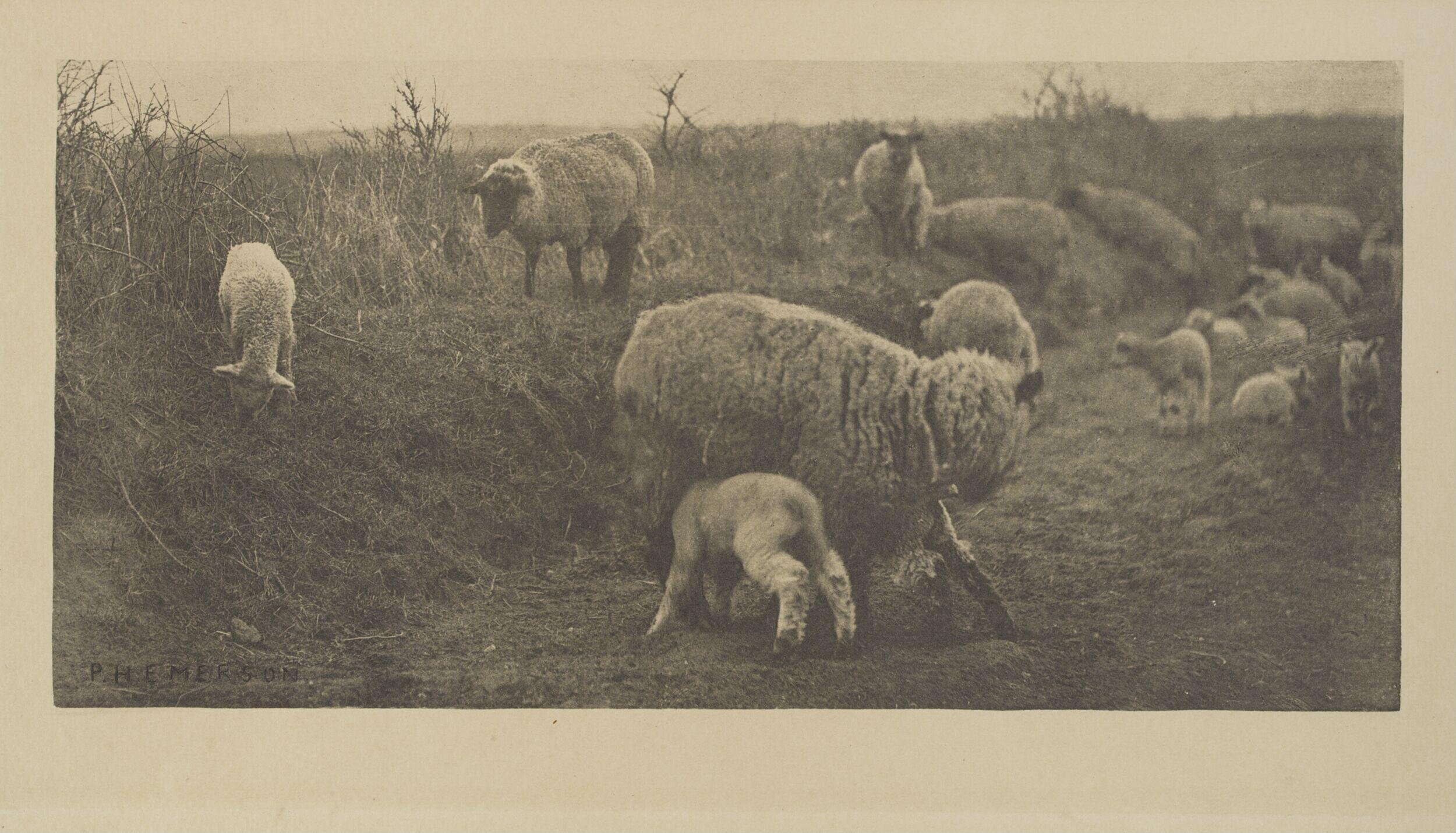 A March Pastoral