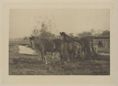 Colts on a Norfolk Marsh