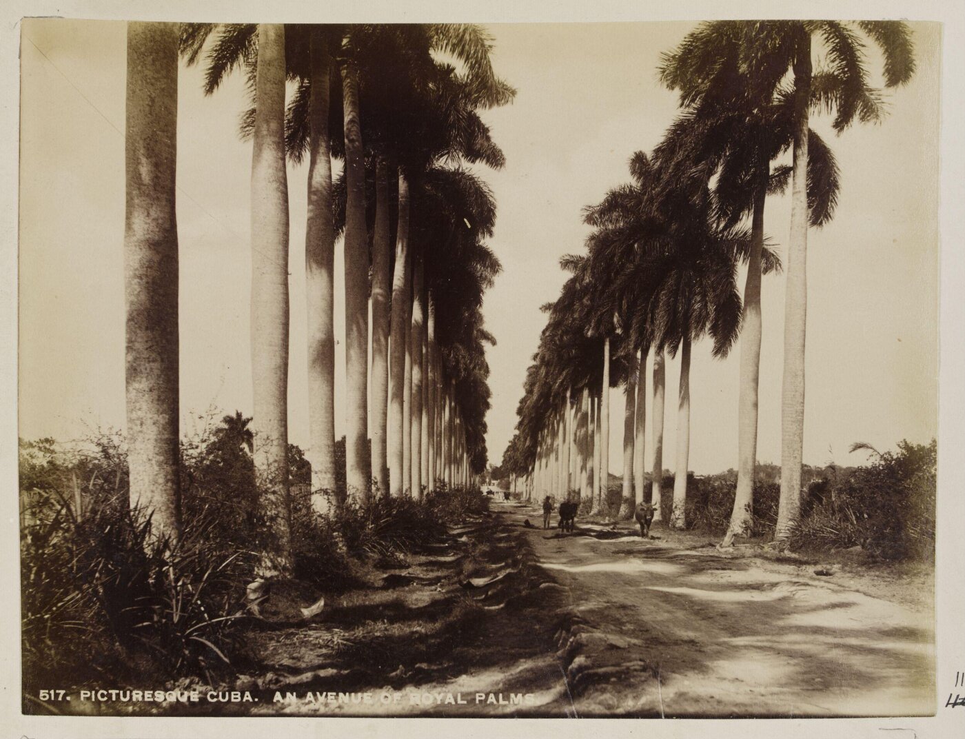Unknown, Photograph