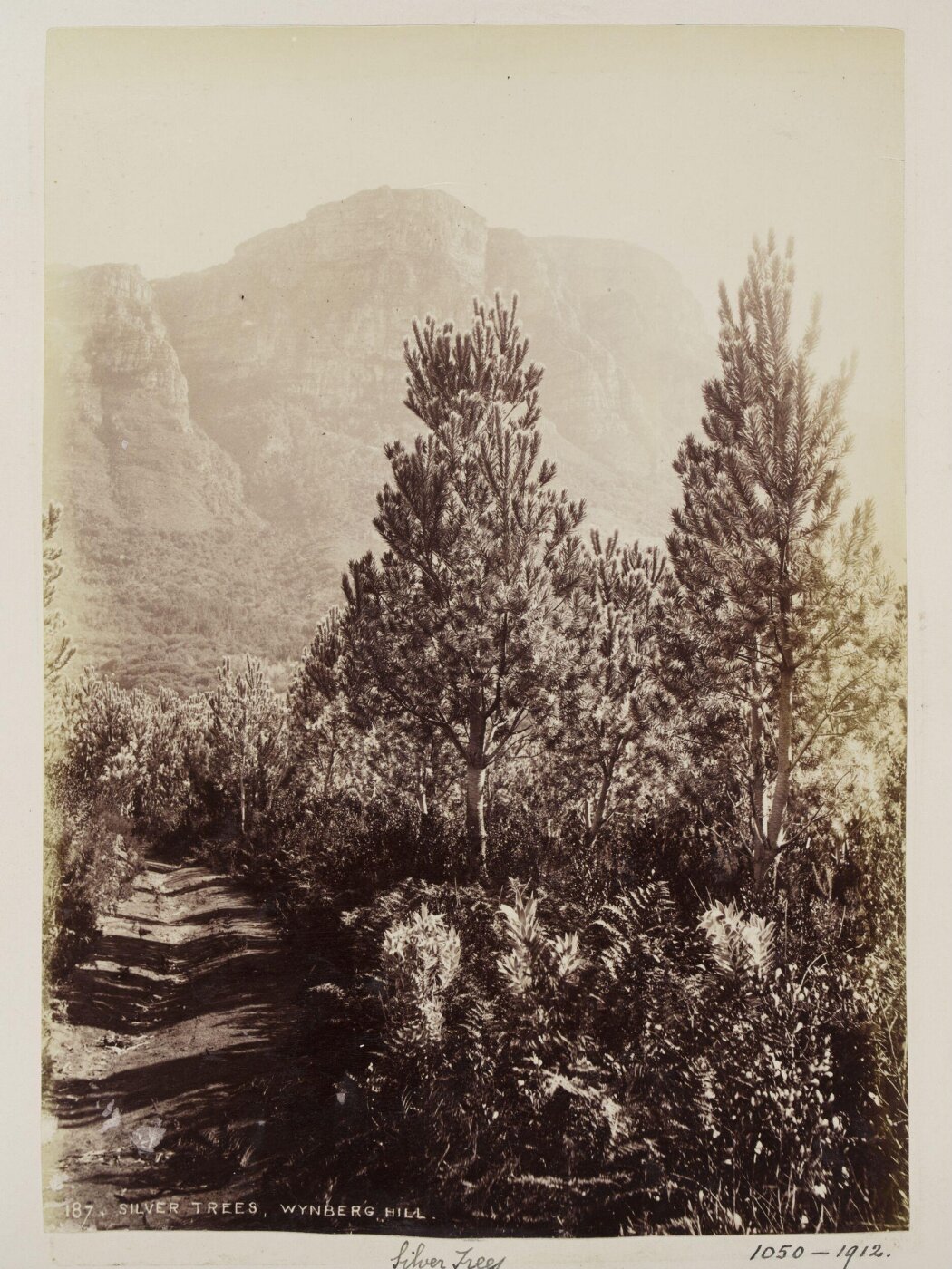 Unknown, Photograph