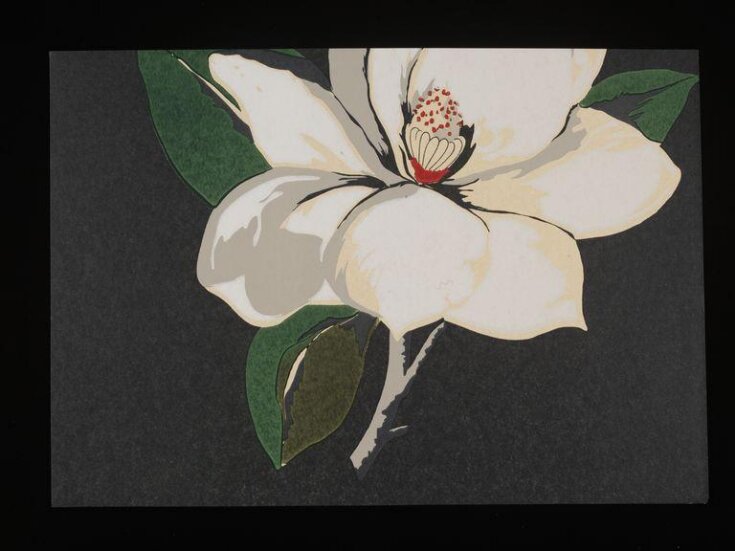 Magnolia top image