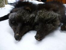 Fox Fur thumbnail 1