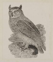 Eagle Owl thumbnail 1