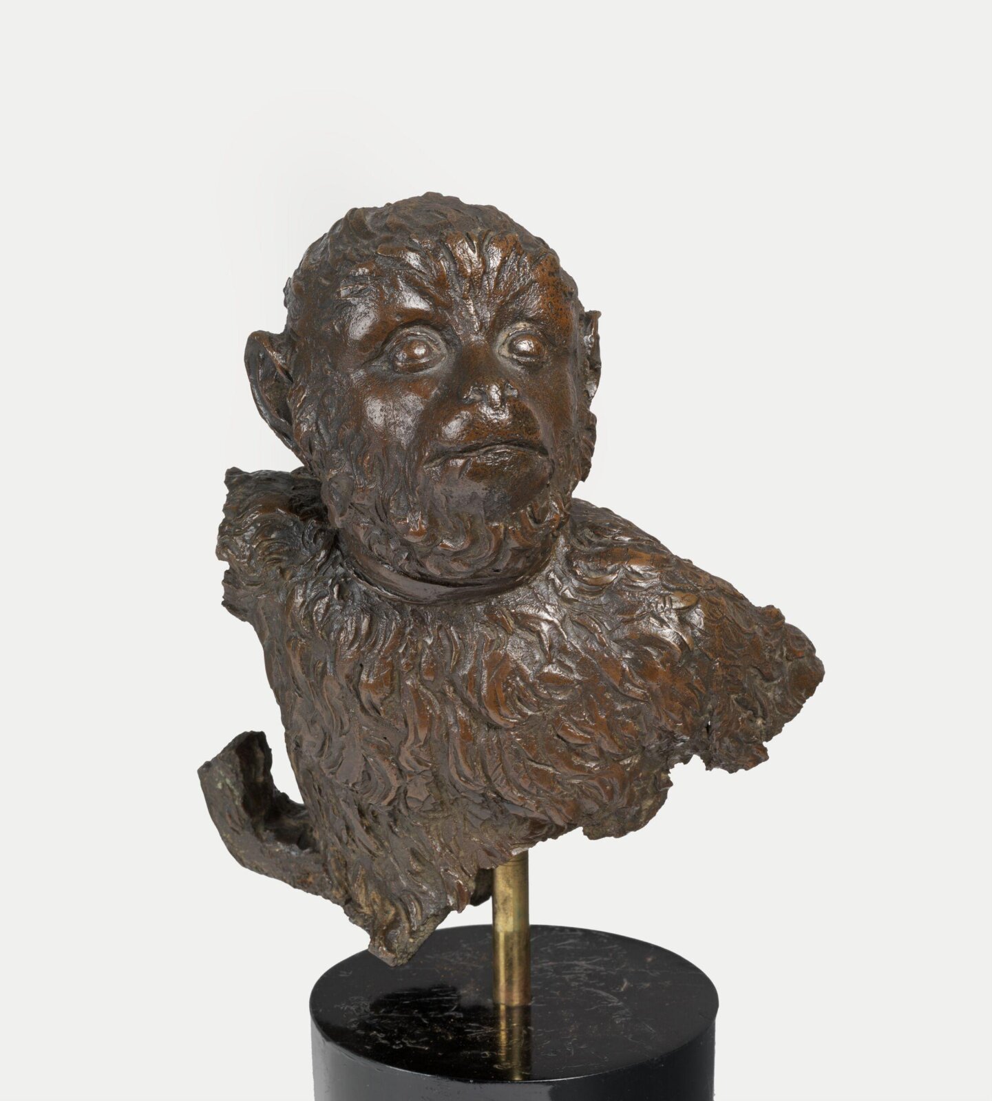 Head of a monkey (macaque), ca. 1850-1900