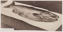 Columbia River salmon caught at Kettle Falls thumbnail 1