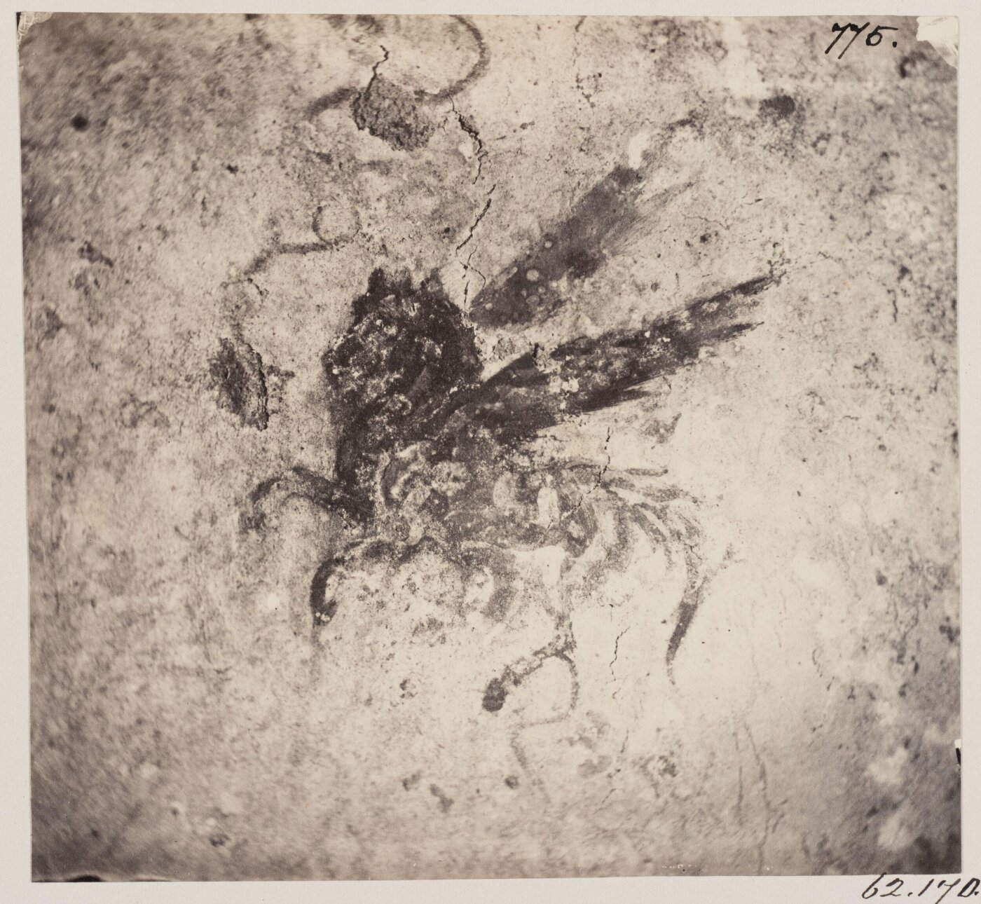 Parker, John Henry, Catacombs - Pegasus on the Wall of a Cubiculum in the Jews' Catacomb, c. A.D. 150, in the Vigna Randanini.