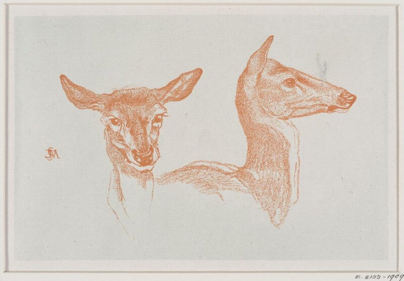 Deux tetes de biches