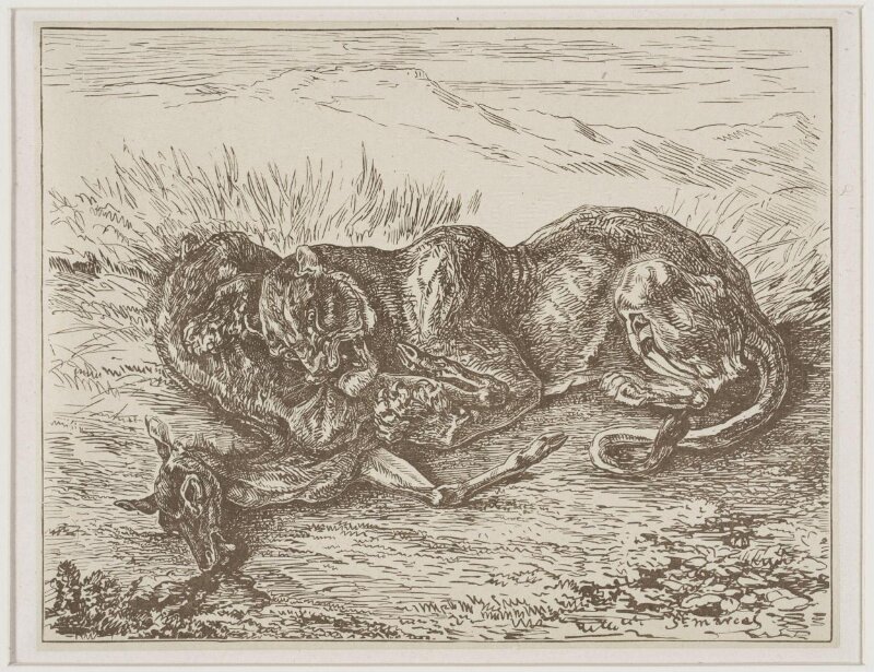 lionne devorant une biche