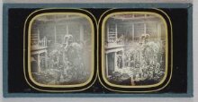 Display of Zoological Specimens thumbnail 1