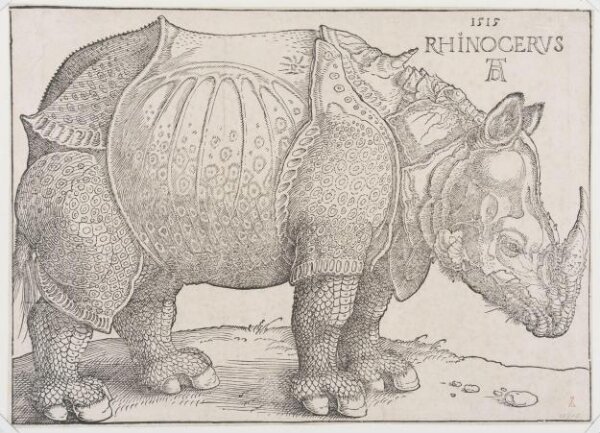 The Rhinoceros | Dürer, Albrecht | V&A Explore The Collections