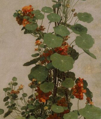 Nasturtiums