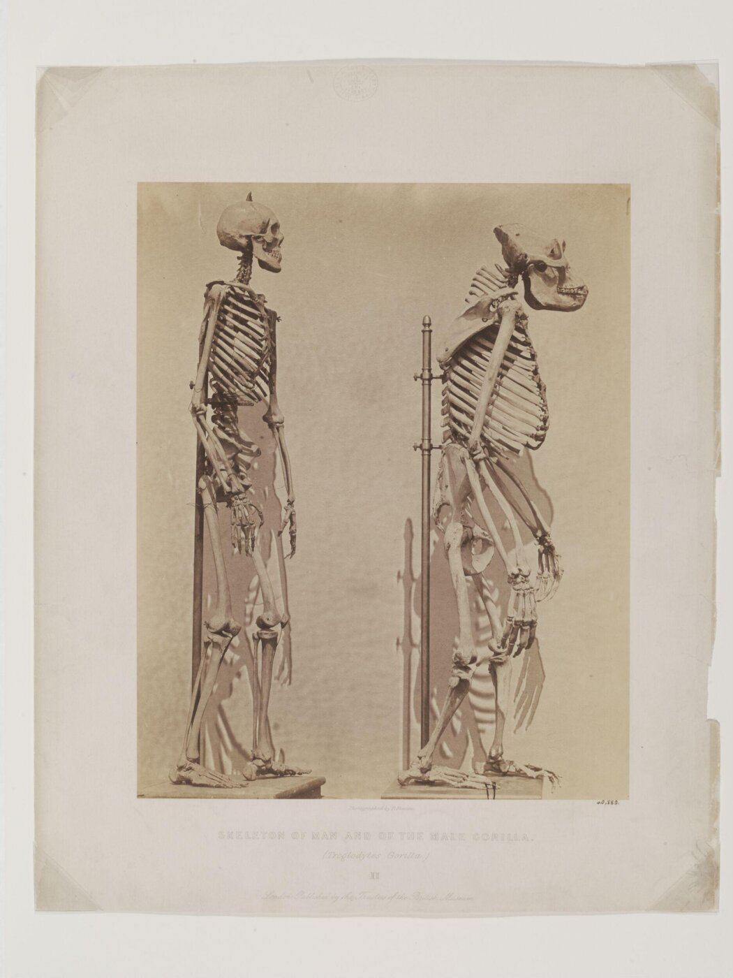 Roger Fenton, Skeleton of Man and of the Male Gorilla II