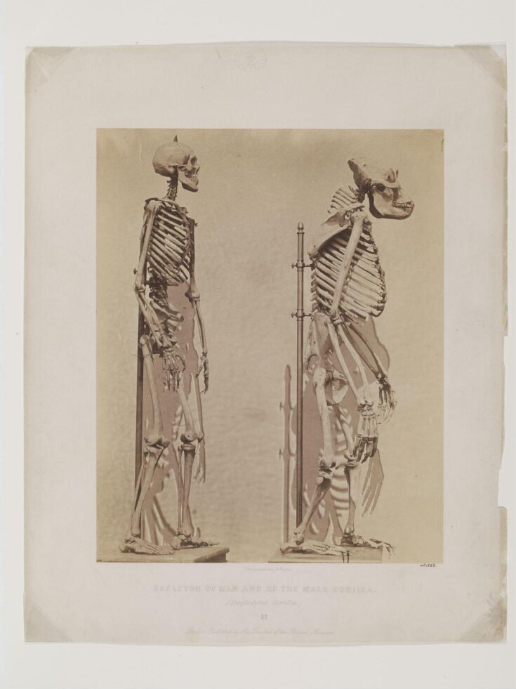 Skeleton of Man and of the Male Gorilla II top image