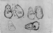 Studies of guinea pigs for a picture story thumbnail 1