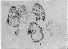 Studies of guinea pigs for a picture story thumbnail 1