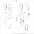Sketches for 'Tingle dingle dousy' thumbnail 2