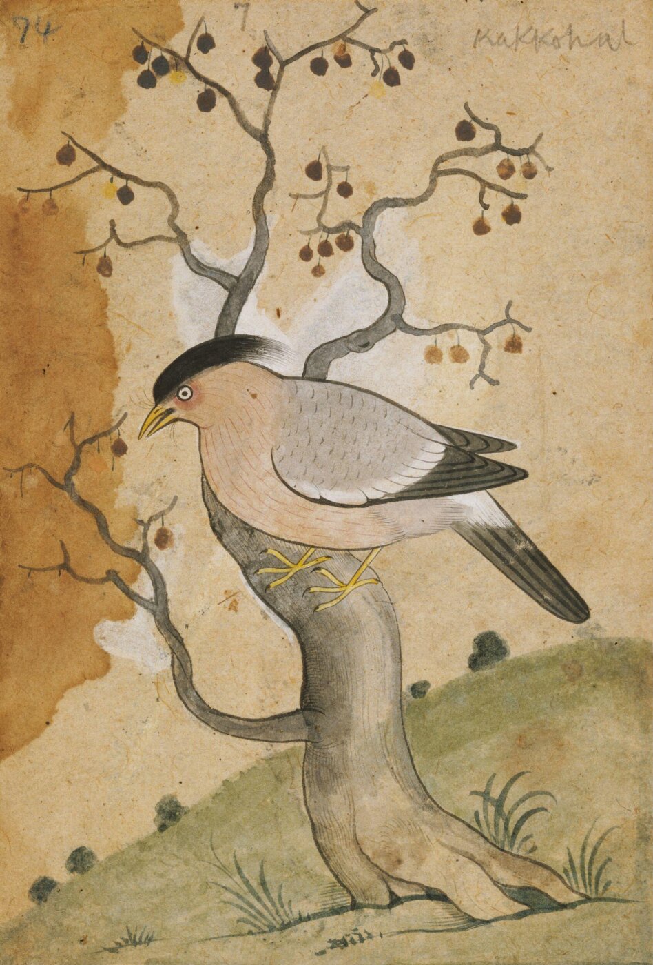 Unknown, Depictions of a Grey-backed shrike of Northern India