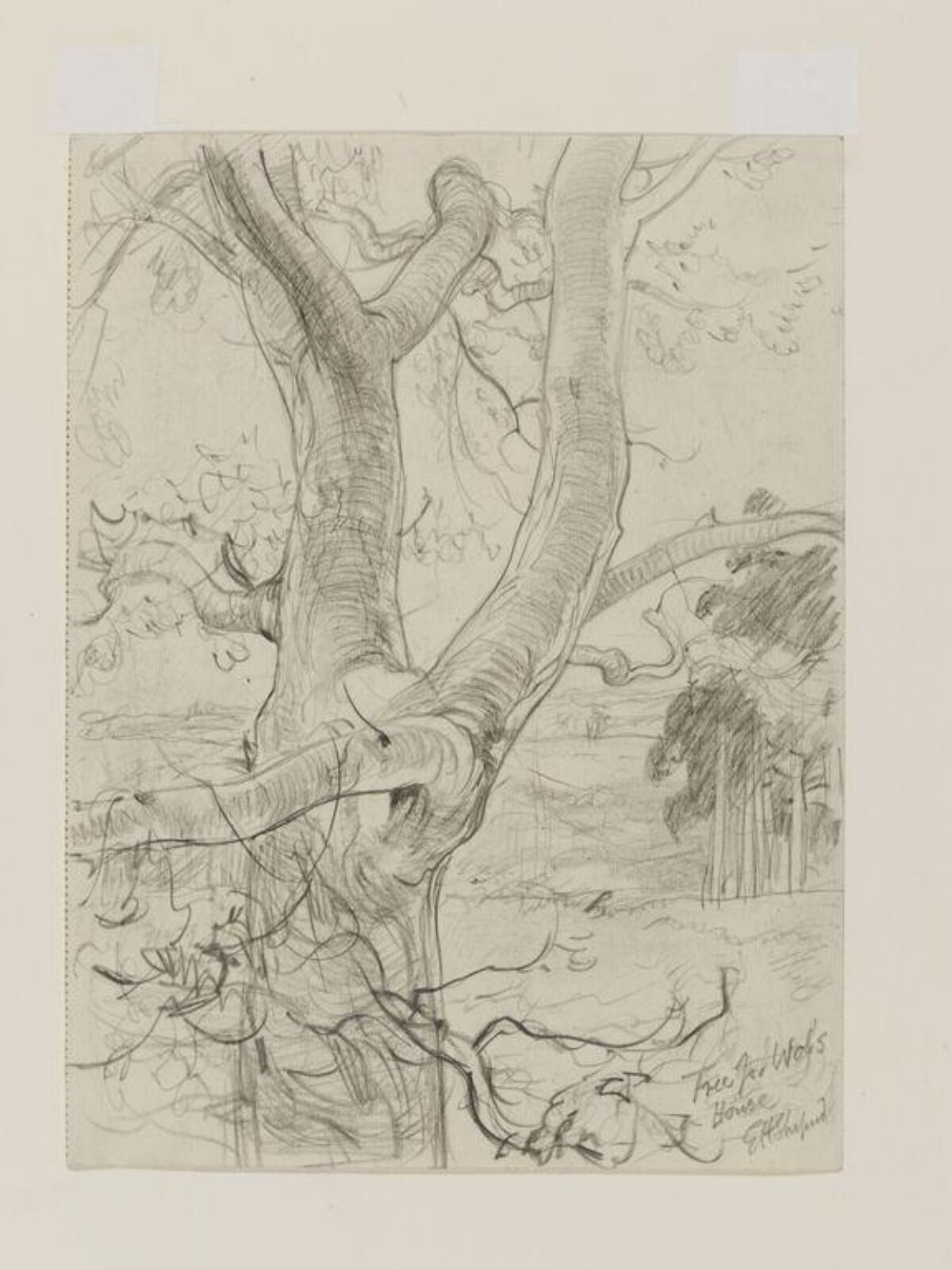 Tree for Wol's House, E. H. Shepard, 1926