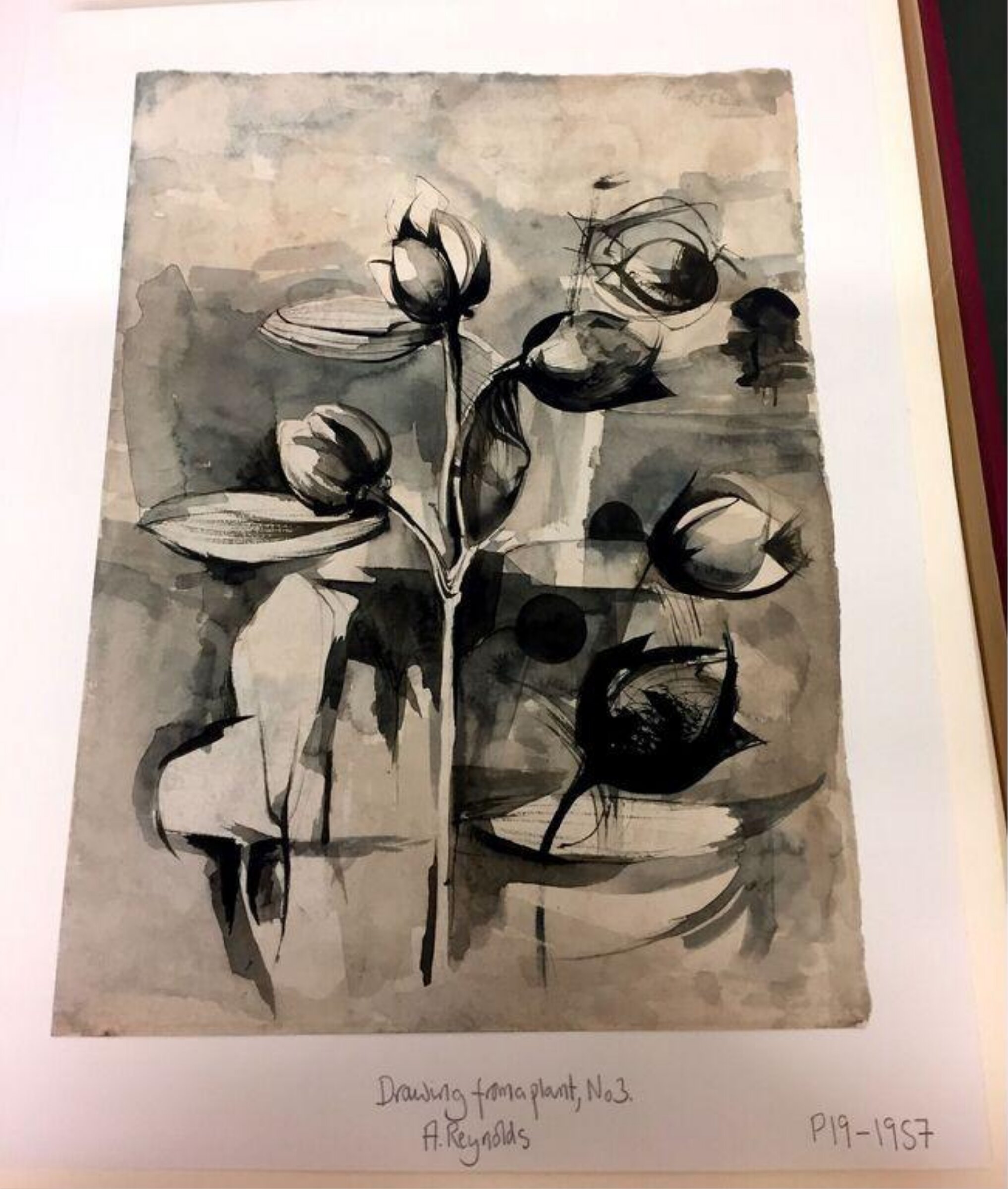 Drawing from a plant, No.3, Alan Munro Reynolds, 1952