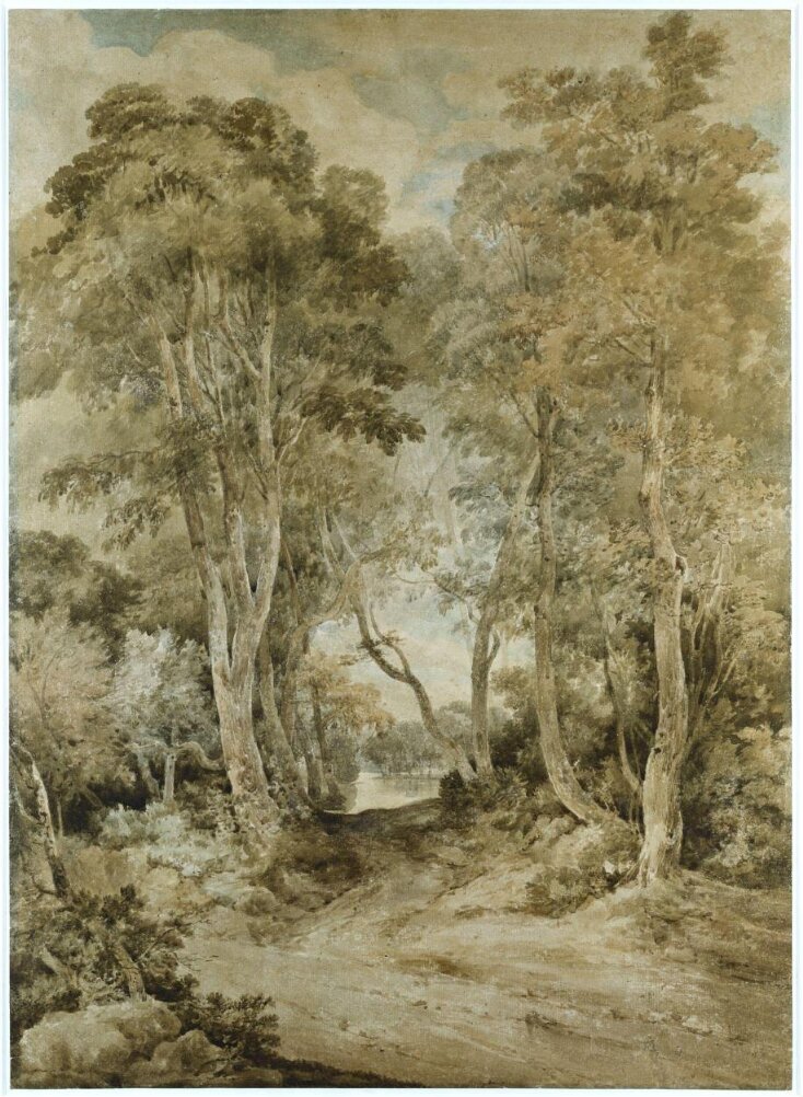 A wood scene top image