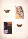 Studies of Small Tortoiseshell and Painted Lady butterflies, with magnified studies of the wings thumbnail 2