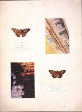 Studies of Small Tortoiseshell and Painted Lady butterflies, with magnified studies of the wings thumbnail 2