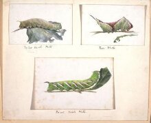 Studies of caterpillars and study of a magnified fly's foot thumbnail 1