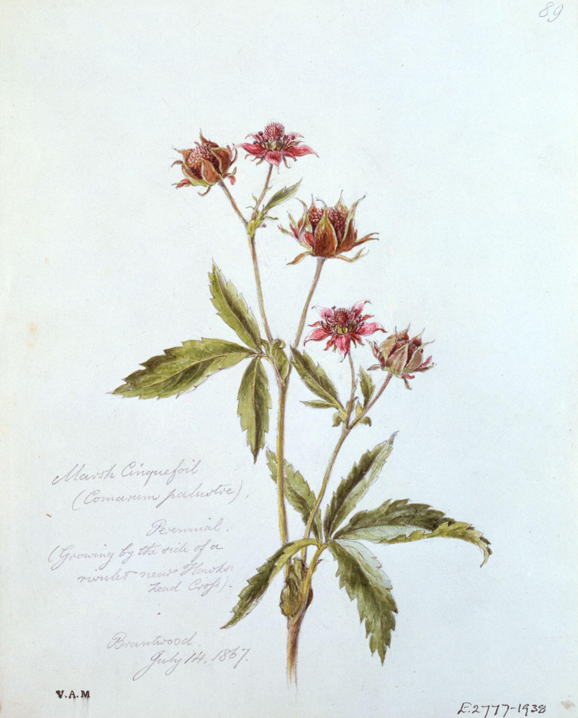 Watercolour drawing, William James Linton, c.1860s