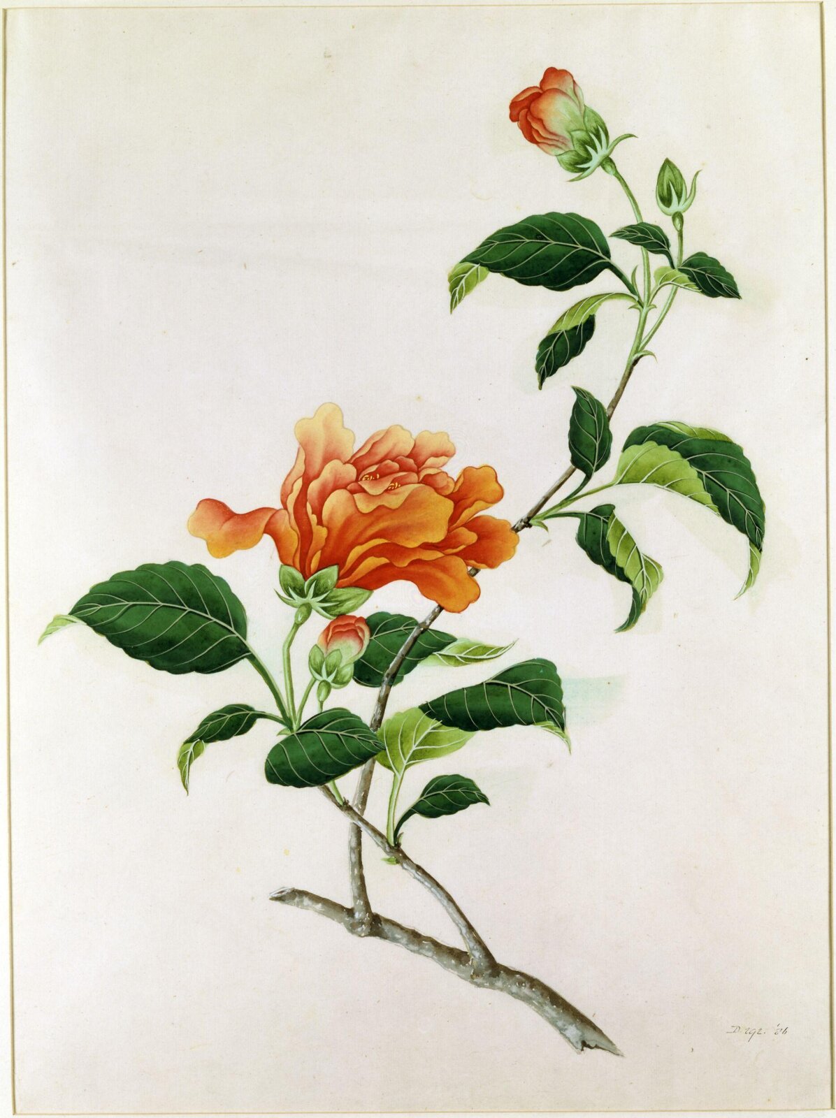 Red Hibiscus, 1800-1830