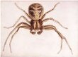 Male crab spider thumbnail 2