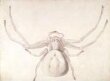 Study of a light grey spider thumbnail 2