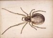 Study of a greenish-brown spider thumbnail 2