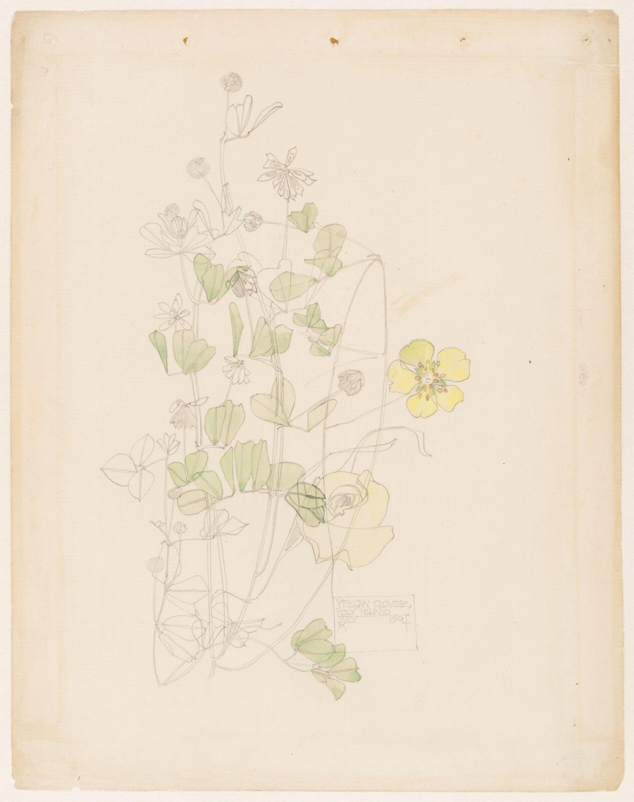 Yellow clover, Charles Rennie Mackintosh, 1901