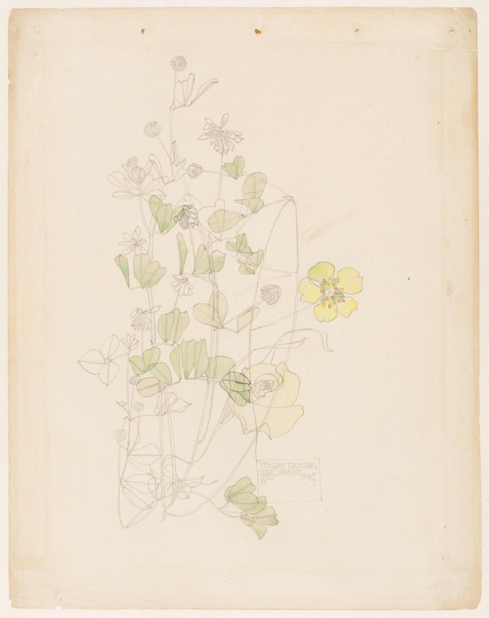 Yellow clover, Charles Rennie Mackintosh, 1901
