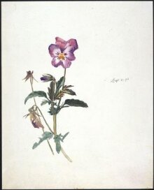 A pansy plant with buds thumbnail 1
