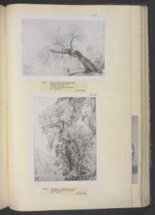 Study of ash trees thumbnail 1